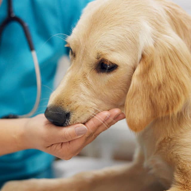 O teu centro de veterinaria de confianza en Verín