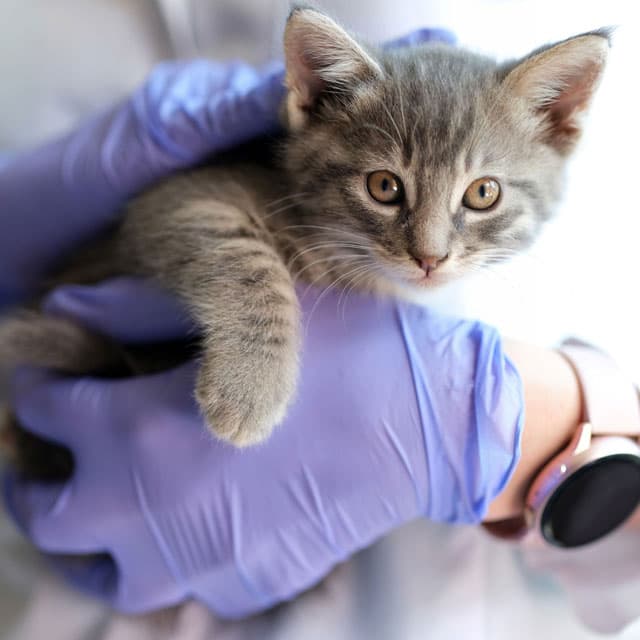 Todo tipo de servizos veterinarios en Verín