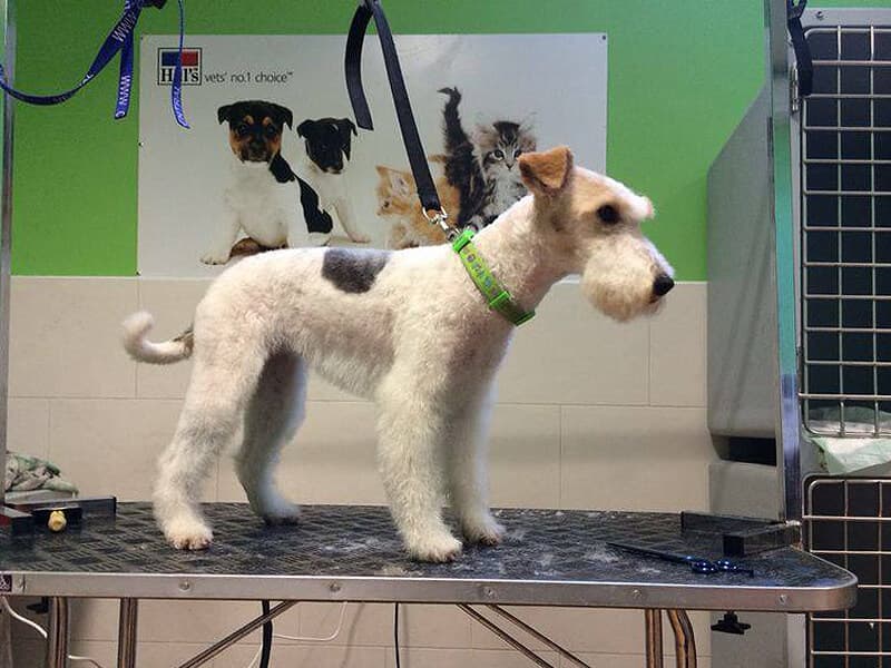 Mascotas que axudamos na nosa clínica