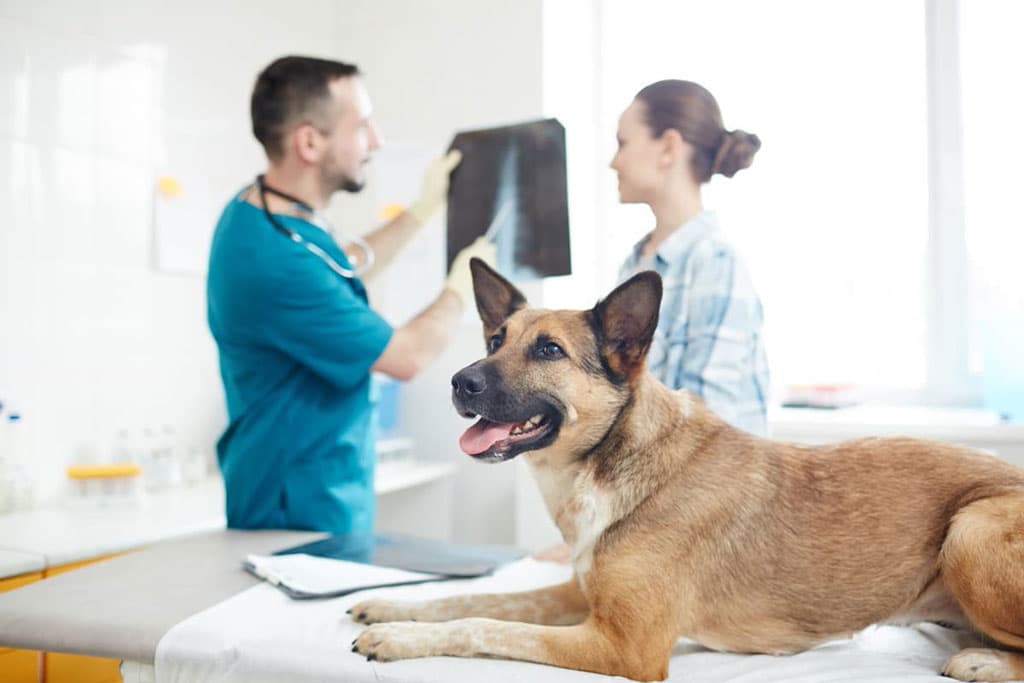 Os mellores servizos veterinarios en Verín