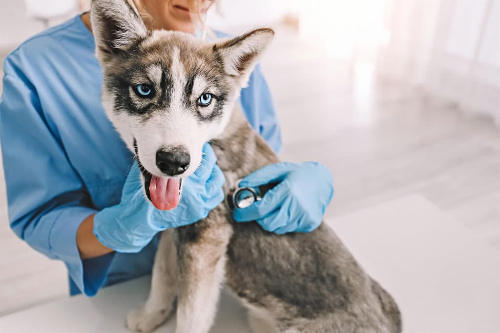 Respondemos ás túas preguntas sobre os nosos servizos veterinarios