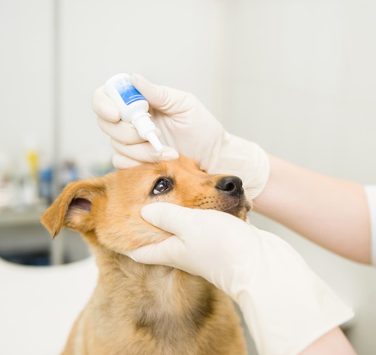 Veterinarios en Verín